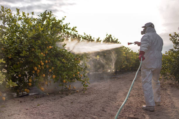 Best Affordable Pest Control Services  in Maysville, KY